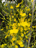Oncidium Gower Ramsey 'Lemon Heart' AM/AOS - Orchid Design