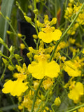 Oncidium Gower Ramsey 'Lemon Heart' AM/AOS - Orchid Design