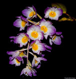 Dendrobium amabile – Species - Orchid Design