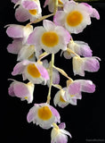 Dendrobium amabile – Species - Orchid Design