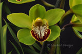 Gorgeous Cymbidium Green & Red Lip - Orchid Design