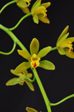 Cascading Cymbidium Mitzy 'Mabel' S/CSA - Orchid Design