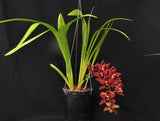 Cym. (Pepper Puss x Last Tango) – Red Pendulous - Orchid Design