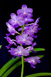 Perreiraara LeBeau Blue – Fragrant Vanda - Orchid Design