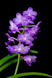 Perreiraara LeBeau Blue – Fragrant Vanda - Orchid Design