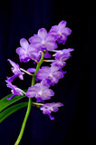 Perreiraara LeBeau Blue – Fragrant Vanda - Orchid Design