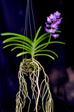 Perreiraara LeBeau Blue – Fragrant Vanda - Orchid Design