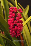 Arpophyllum alpinum – The hyacinth orchid - Orchid Design
