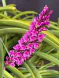 Arpophyllum alpinum – The hyacinth orchid - Orchid Design