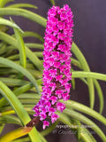 Arpophyllum alpinum – The hyacinth orchid - Orchid Design
