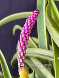 Arpophyllum alpinum – The hyacinth orchid - Orchid Design