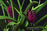 Arpophyllum alpinum – The hyacinth orchid - Orchid Design