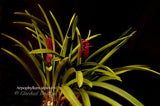 Arpophyllum alpinum – The hyacinth orchid - Orchid Design