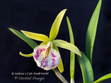 Brassavola nodosa x Cattleya Small World