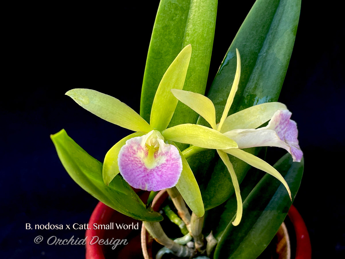 Brassavola nodosa x Cattleya Small World – Orchid Design