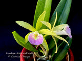 Brassavola nodosa x Cattleya Small World