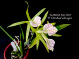 Brassocattleya Binosa 'Key Lime' — Showy, fragrant