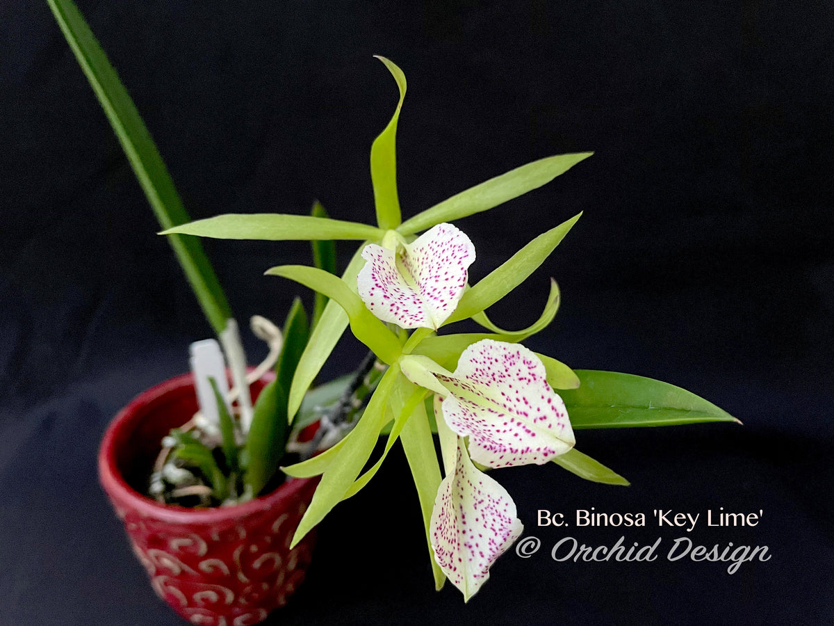 key lime succulent bloom Brassocattleya Binosa 'Key Lime' — Showy, fragrant – Orchid Design