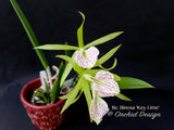 Brassocattleya Binosa 'Key Lime' — Showy, fragrant