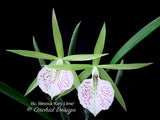 Brassocattleya Binosa 'Key Lime' — Showy, fragrant