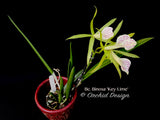 Brassocattleya Binosa 'Key Lime' — Showy, fragrant