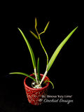 Brassocattleya Binosa 'Key Lime' — Showy, fragrant