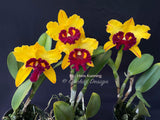 Blc. Hans Kunning – Blooming Size