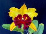 Blc. Hans Kunning – Blooming Size