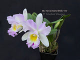 Cattleya Blc. Hawaii Island Bride '#32', Fragrant