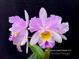 Cattleya Blc. Hawaii Island Bride '#32', Fragrant