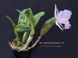 Cattleya Blc. Hawaii Island Bride '#32', Fragrant
