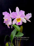 Cattleya Blc. Hawaii Island Bride '#32', Fragrant