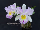 Cattleya Blc. Hawaii Island Bride '#32', Fragrant