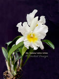 Rlc. Mahina Yahiro – White Cattleya Fragrant