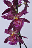 Beallara Marfitch 'Howard's Dream' AM/AOS - Orchid Design