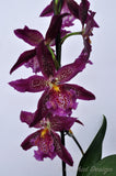 Beallara Marfitch 'Howard's Dream' AM/AOS - Orchid Design
