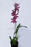 Beallara Marfitch 'Howard's Dream' AM/AOS - Orchid Design