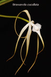Brassavola cucullata – Species, Fragrant! - Orchid Design