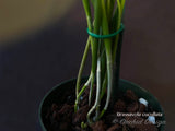 Brassavola cucullata – Species, Fragrant! - Orchid Design
