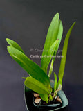 Cattleya Canhamiana Blue – Rare and fragrant!