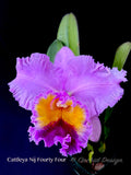 Cattleya Nij Fourty Four