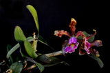 Cattleya schilleriana – Species – Fragrant - Orchid Design