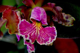 Cattleya schilleriana – Species – Fragrant - Orchid Design