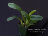 Cattleya trianae variety coerulea –Rare Species – Fragrant - Orchid Design