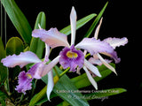 Cattleya Canhamiana Blue – Rare and fragrant!