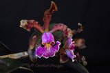 Cattleya schilleriana – Species – Fragrant - Orchid Design