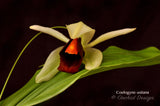 Coelogyne usitana – The "Bird in Flight" Orchid – Rare Species - Orchid Design