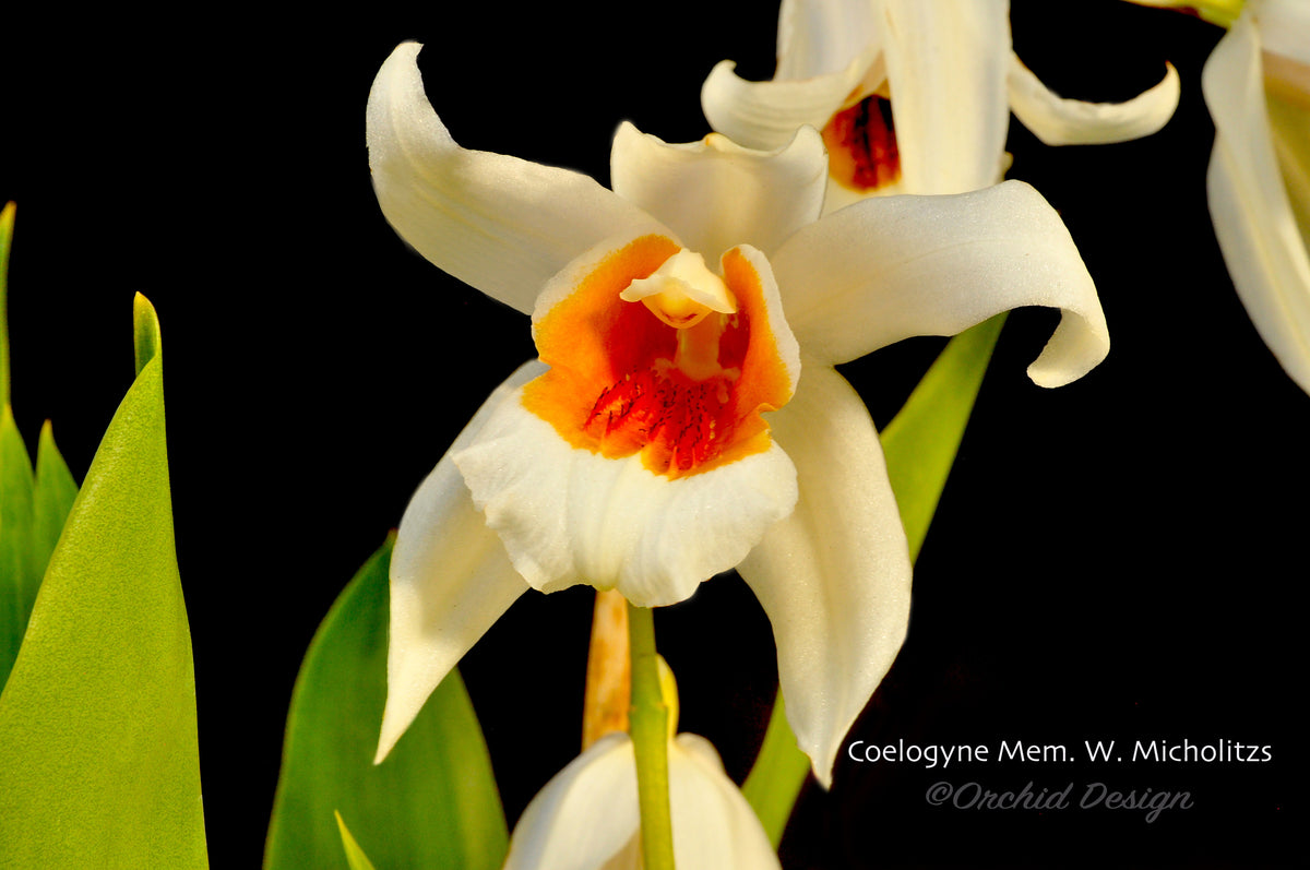 Coelogyne Memoria Wilhelm Micholitz – Fragrant – Orchid Design