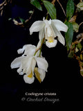 Coelogyne cristata – Species, Fragrant - Orchid Design
