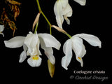 Coelogyne cristata – Species, Fragrant - Orchid Design